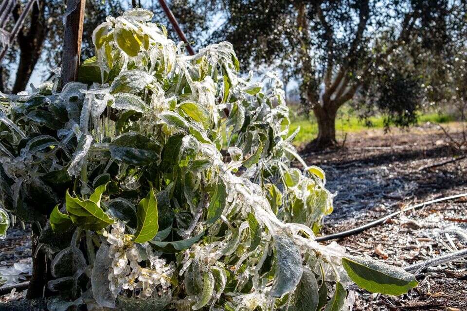 מטעי יסוד המעלה לאחר ליל הקרה , מוליק המר