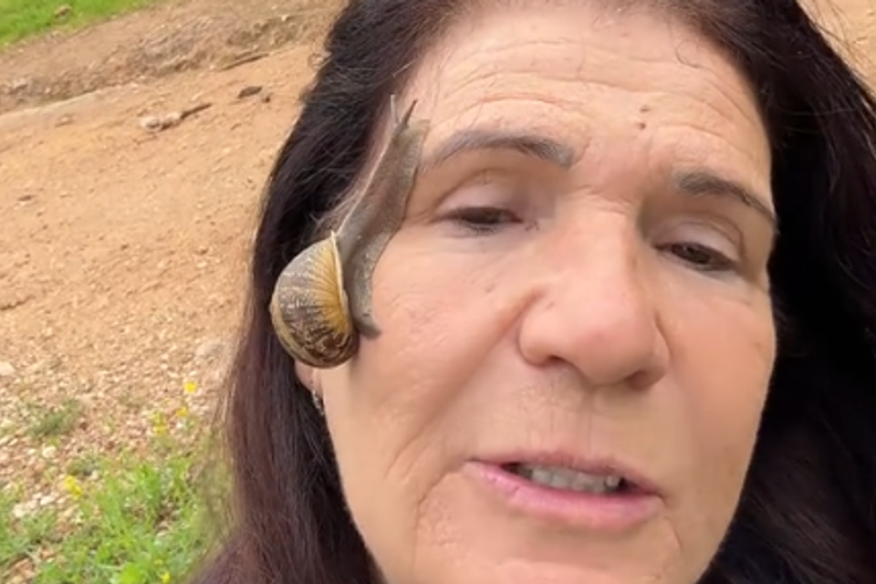 טרנד החלזונות , צילום מסך, טיקטוק