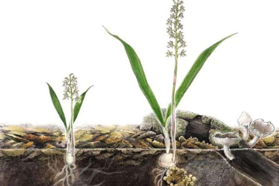הסחלב הטפילי. אילוסטרציה , ANSAI Shun adapted from The Plant Journal 2005