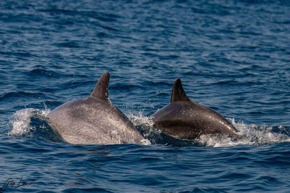 רוצים להזדקן לאט? תלמדו מהדולפינים