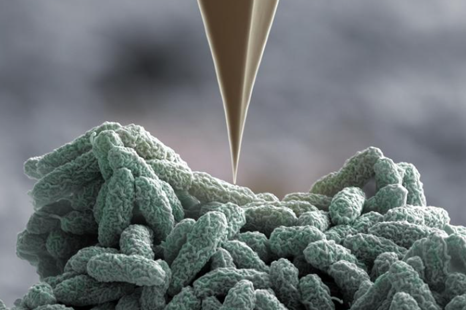 מנקבים את הממברנה , University of Basel, Biozentrum/SNI Nano Imaging Lab