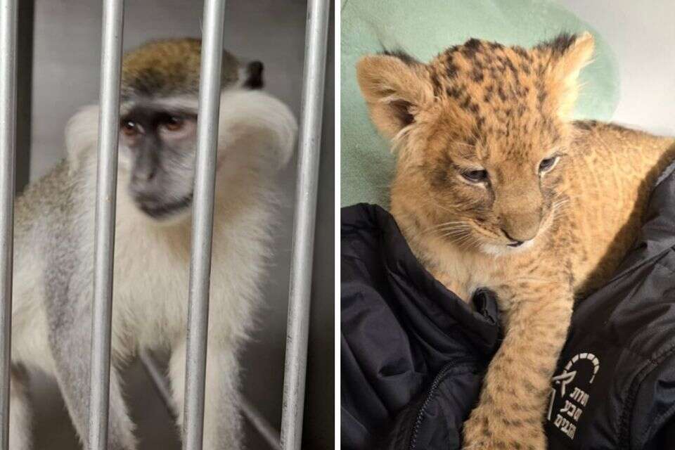 גורת אריות אותרה סמוך לכפר קאסם, קוף אותר בלוד , רשות הטבע והגנים