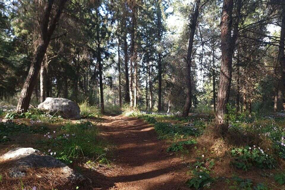 יער בן שמן , בלה נודלמן קק״ל