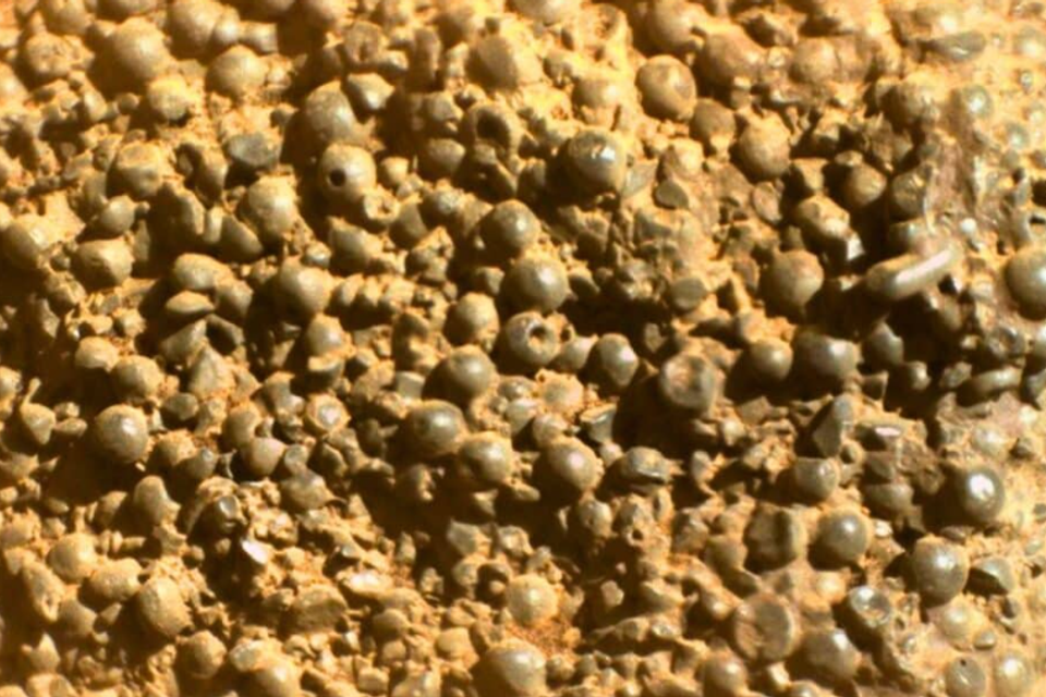 מזכיר לכם אוכמניות? , NASA/JPL-Caltech/LANL/CNES/IRAP