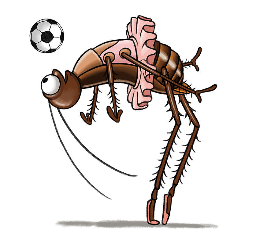 איור: אבי בלייר , .