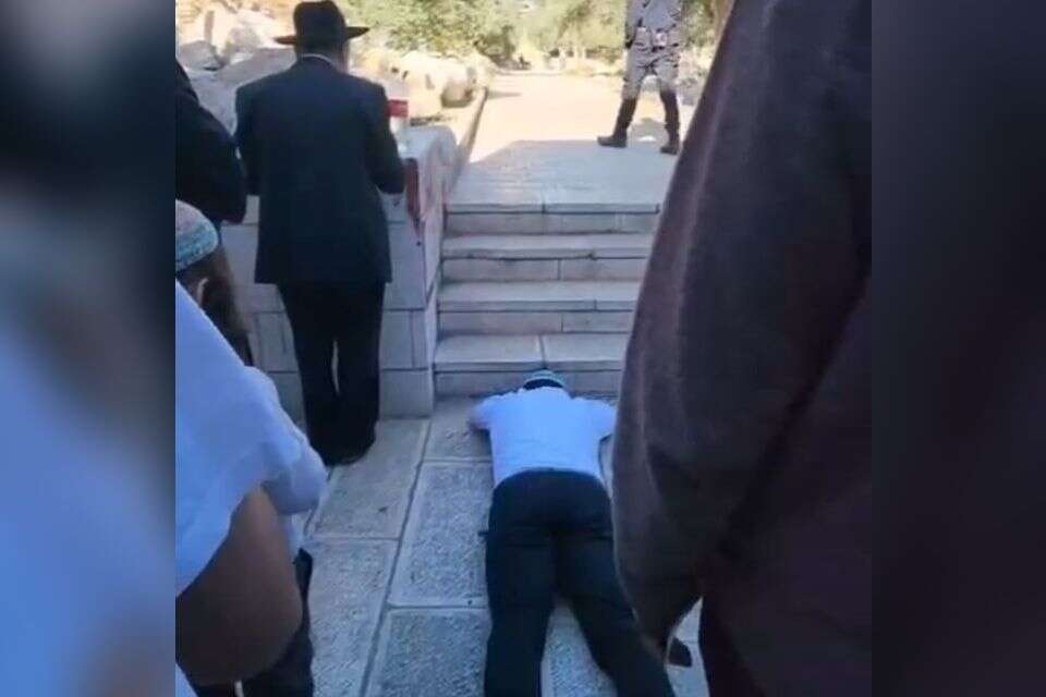 צבי סוכות משתטח בהר הבית , .