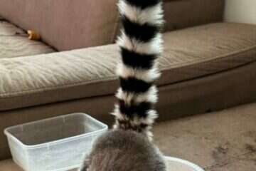 קוף הלמור שאותר בנתניה , דוברות המשטרה