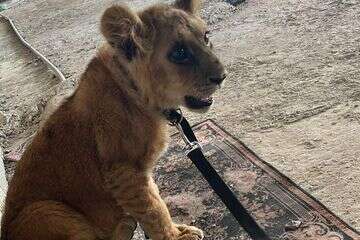 גור אריות שאותר בטירה , דוברות המשטרה