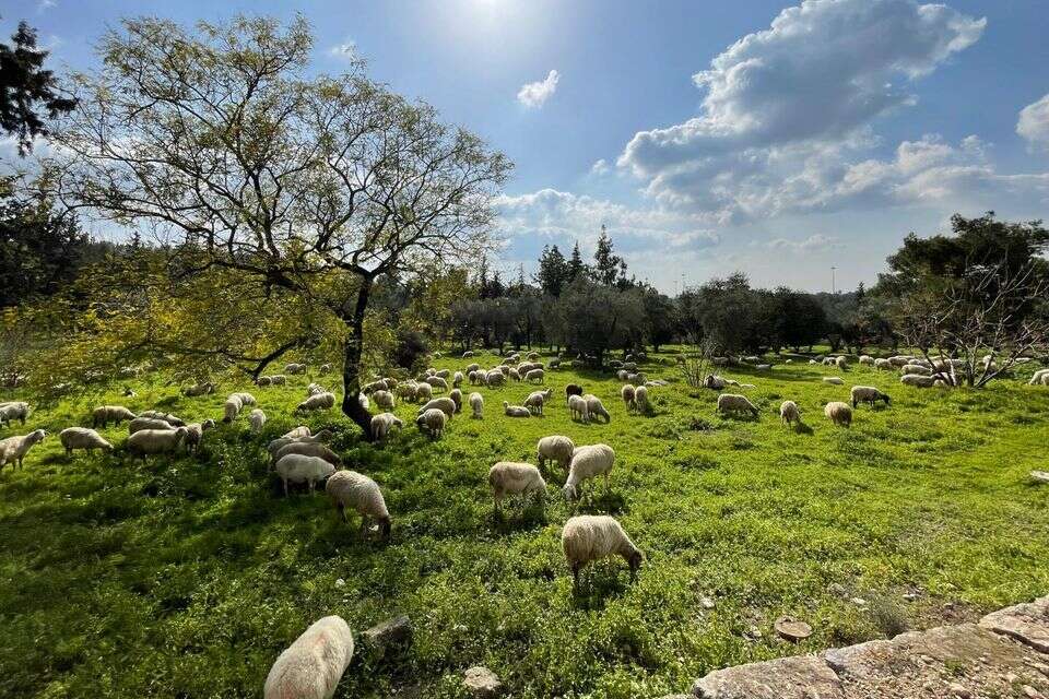 טבע ישראלי בתפארתו. פארק קנדה , אמיר הרמס