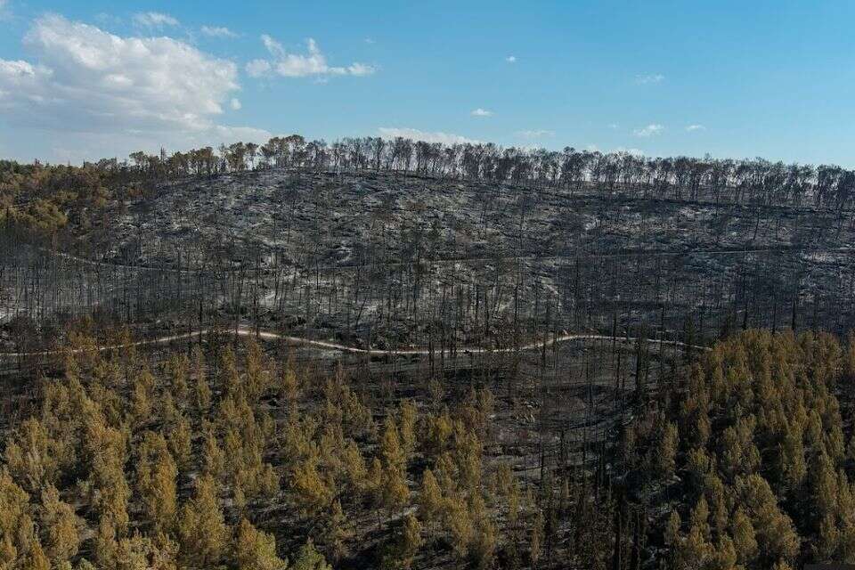 הרי ירושלים לאחר השריפה , שלומי אמסלם, ארכיון הצילומים של קק״ל