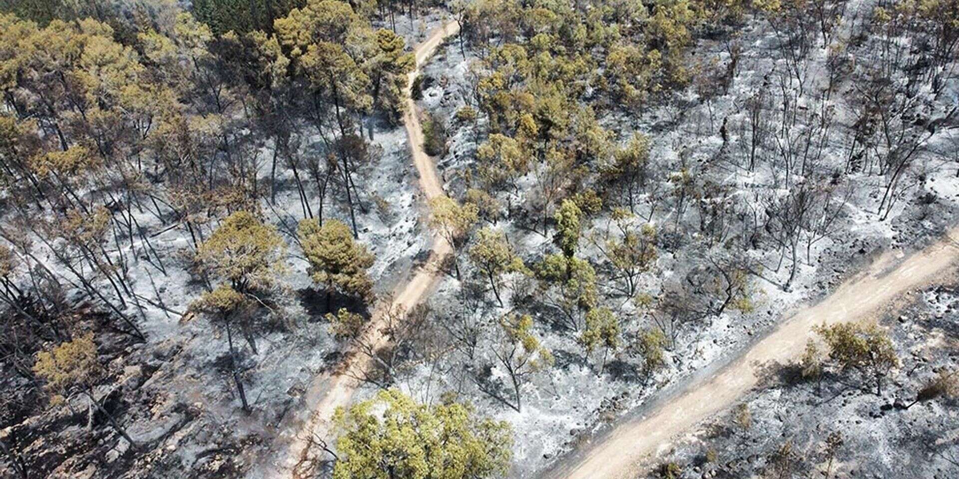 תוצאות השריפה. עכשיו תורו של הטבע , אביר סולטן/אי.פי.אי