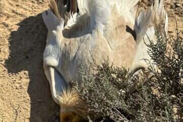 חשד להרעלת בעלי חיים  , רשות הטבע והגנים