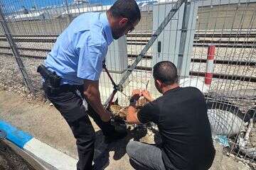 כלב חולץ מפסי רכבת בחיפה , דוברות עיריית חיפה