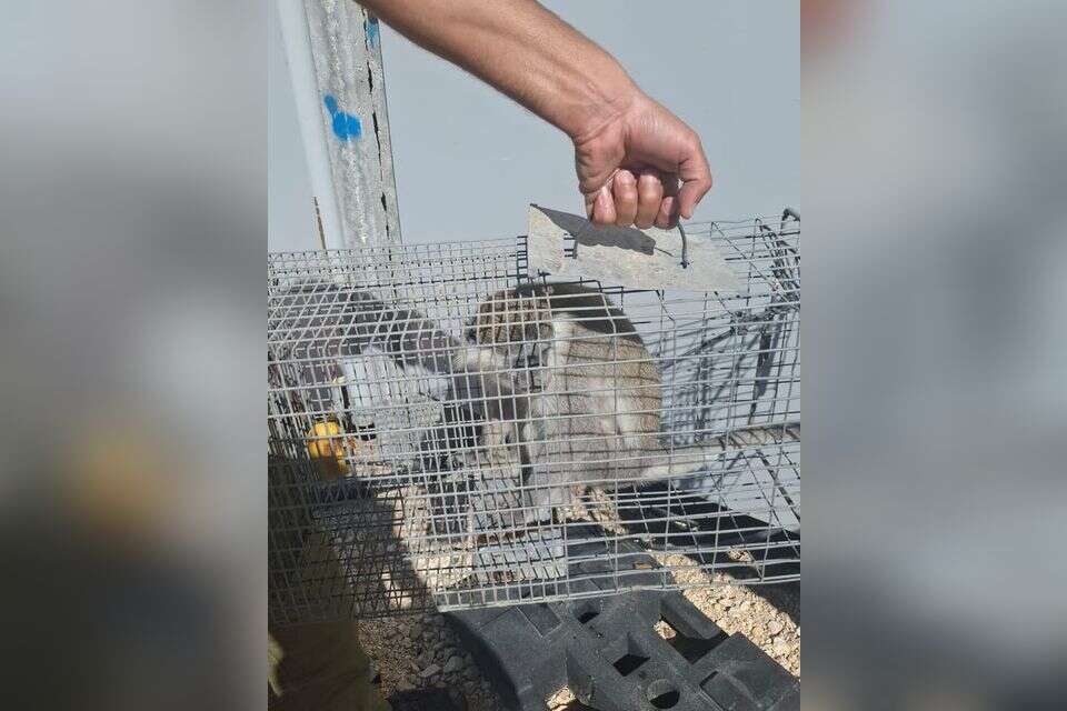 הקוף שנתפס , גשש בכיר חטיבת מנשה רנ"ג ד. והחייל סמ"ל חסן הייב