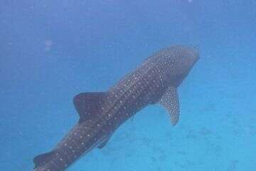 כריש לווייתן באילת , רוסלן רבין