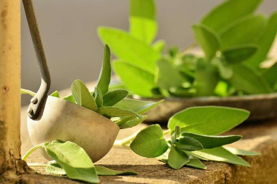 צמחי תבלין לגינה. אילוסטרציה , freepik