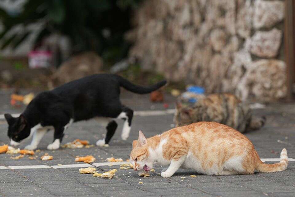 האכלת חתולים (אילוסטרציה) , אייל מרגולין - ג׳יני