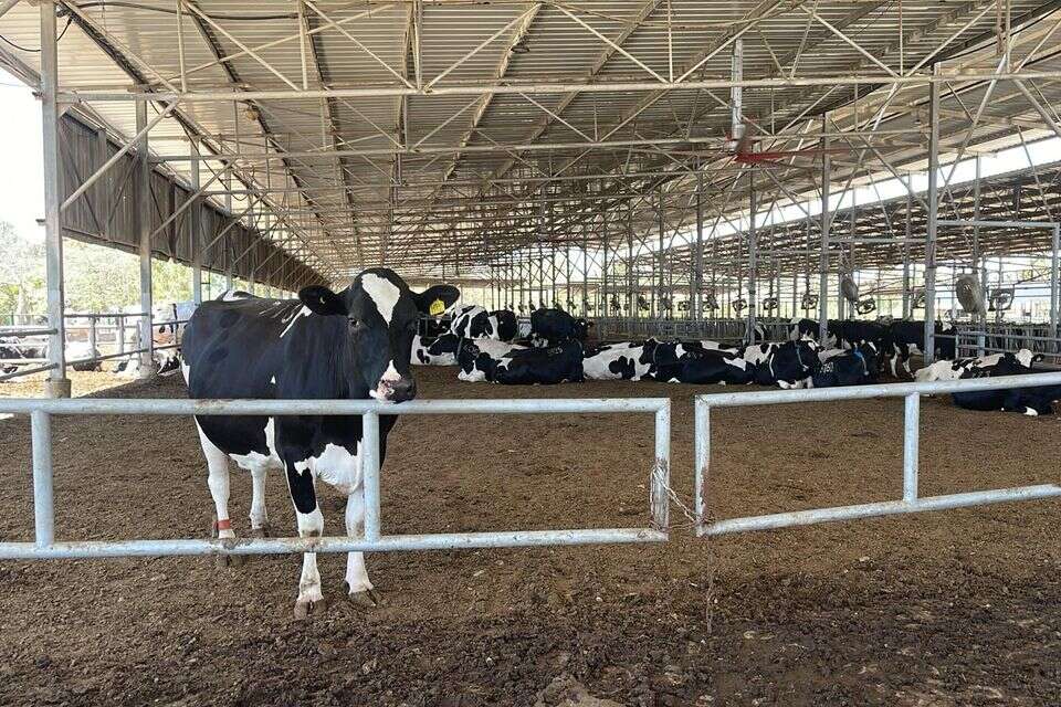 רפת הקיבוץ כיסופים החדשה נפתחת , קיבוץ כיסופים