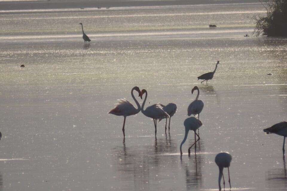 להקת פלמינגו נשארה באגמון החולה , עינבר שלומית רובין, קק״ל