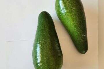 אבוקדו "גליל"  , מועצת הצמחים 