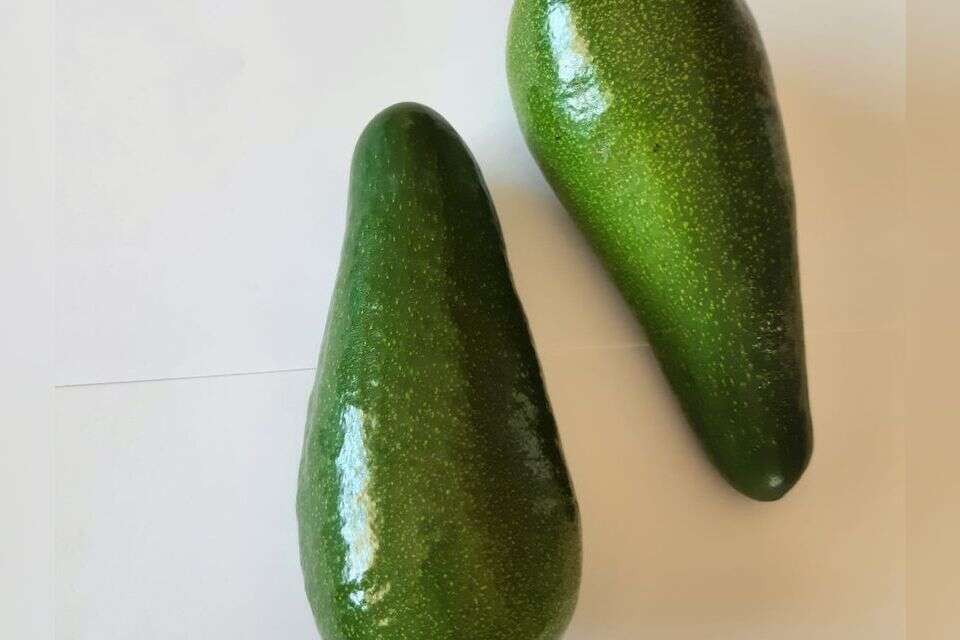 אבוקדו. פרי מבוקש , מועצת הצמחים