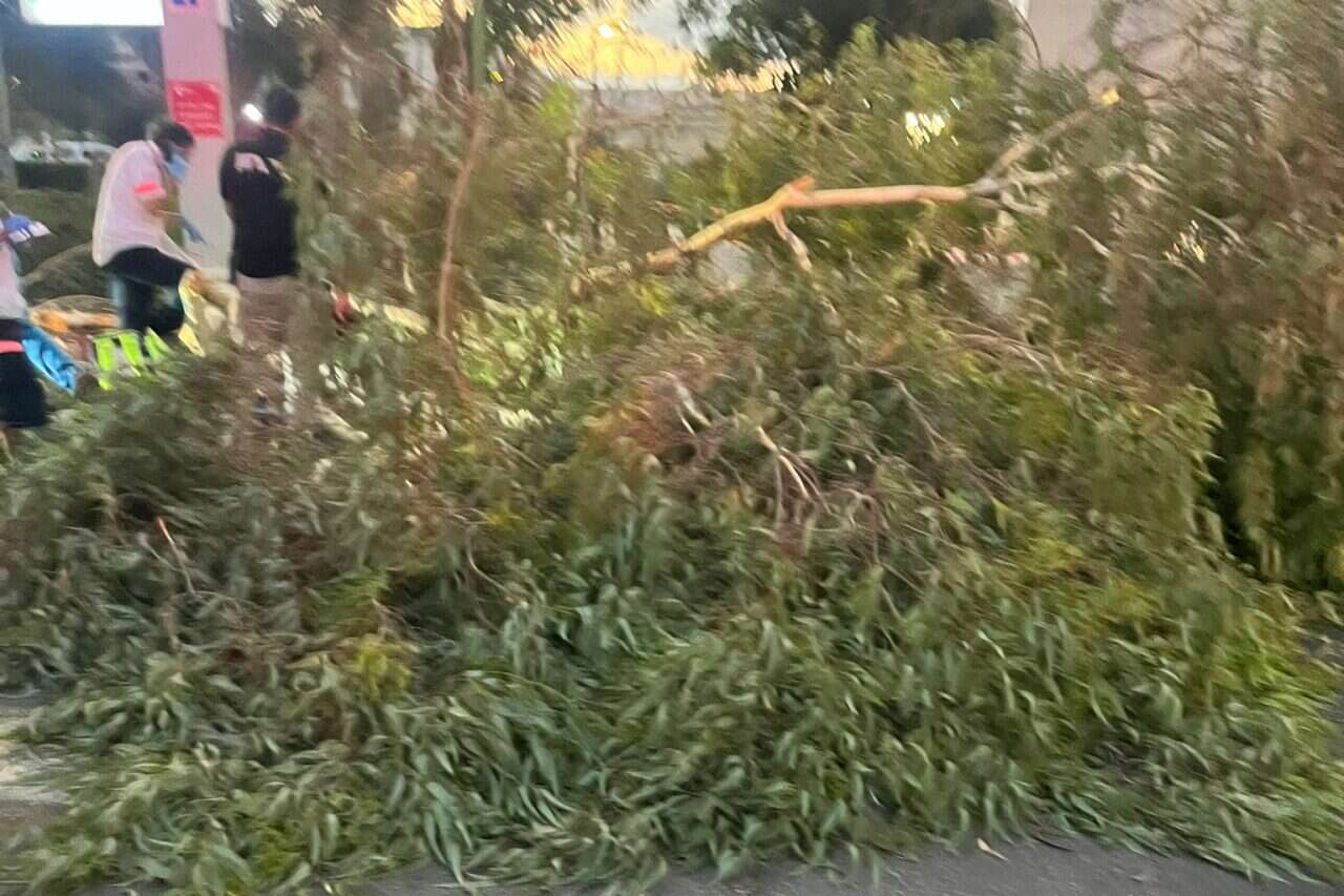 After he went to fetch water for his pregnant wife - and was killed by a falling branch: a huge lawsuit against the hospital