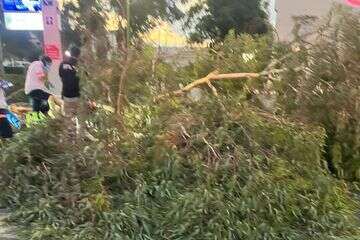 העץ שתחתיו נלכד האדם בביה"ח שמיר אסף רופא , .