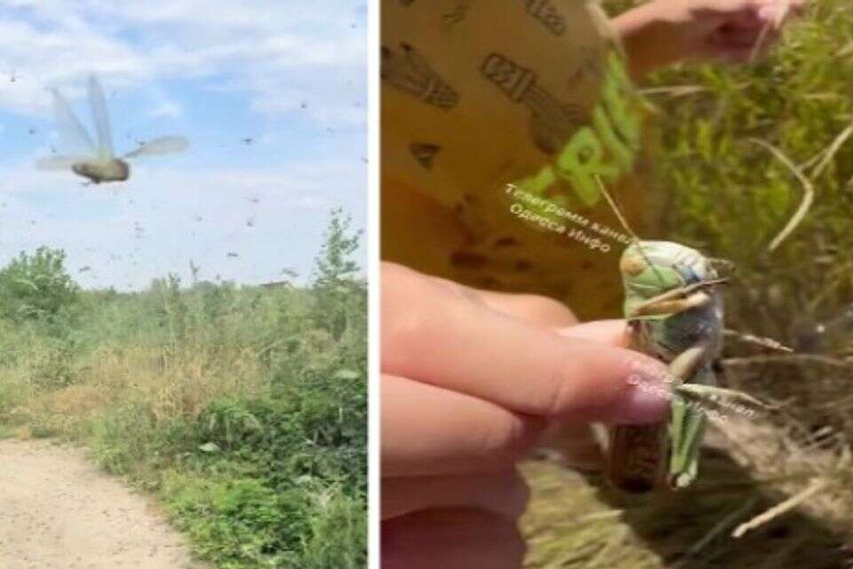 ארבה בדרום אוקראינה , רשתות חברתיות