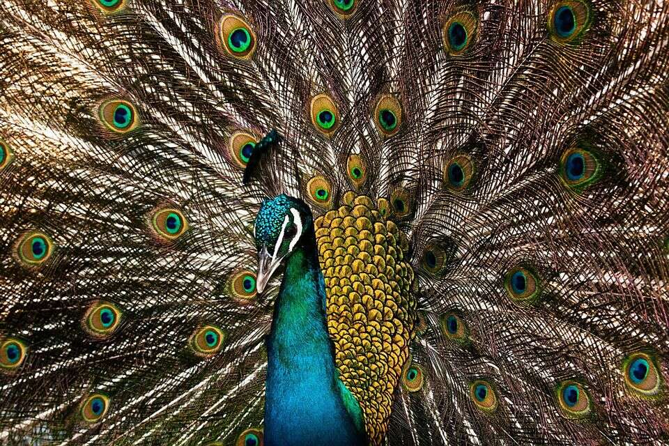 טווסים על האש ומכתב בתיבת הדואר: כך נחשפה פרשת התעללות בבעלי חיים