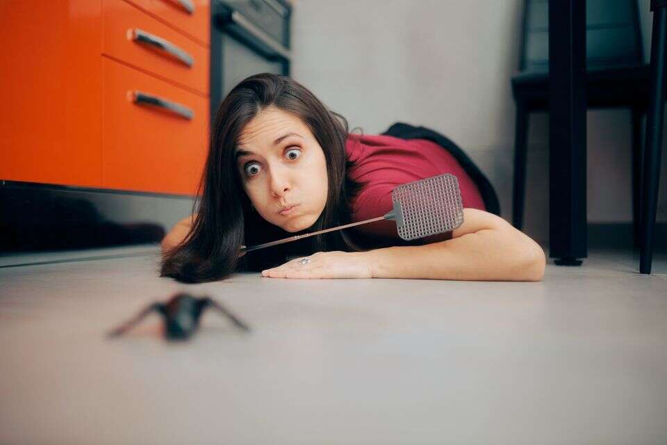 הקיץ בשיאו וגם הג'וקים. אילוסטרציה , GettyImages