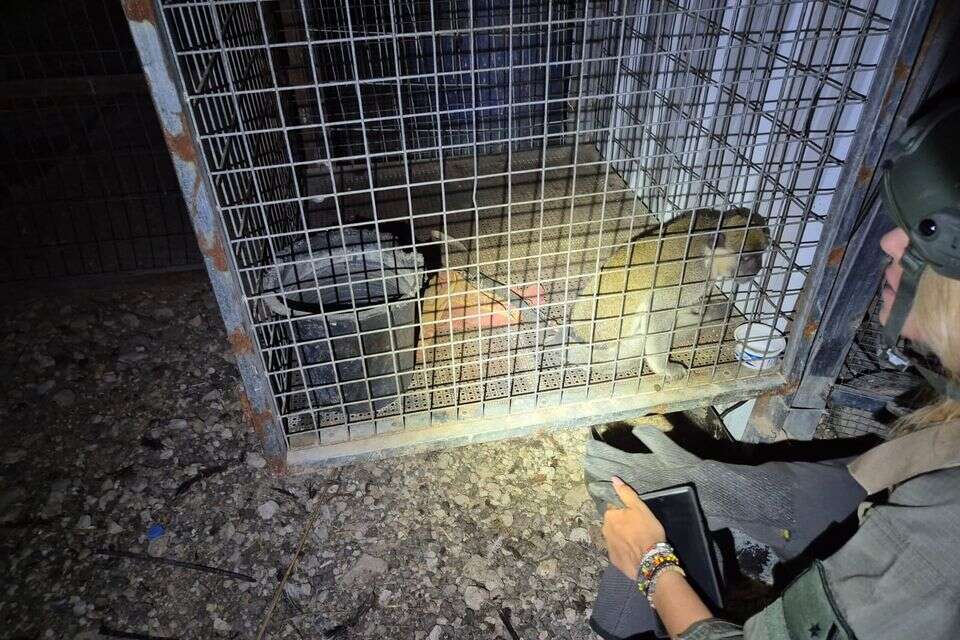 גוף גנון ירוק נוסף נתפס , רשות הטבע והגנים