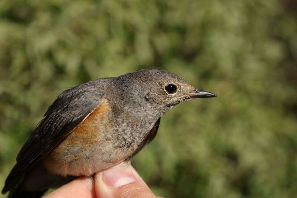 האירניה בביקור
,