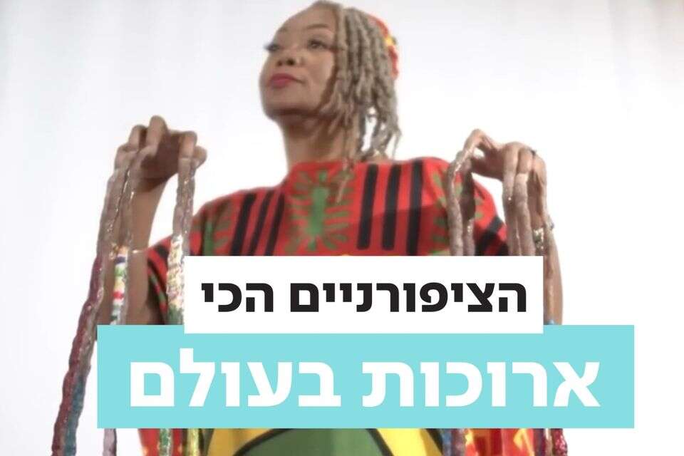 זהירות היא שורטת: שיא הגינס של בעלת הציפורניים הארוכות בעולם | ישראל היום