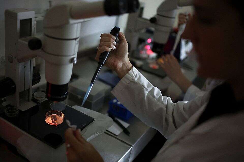 בידוד ביציות סוסים בקיירון , רויטרס