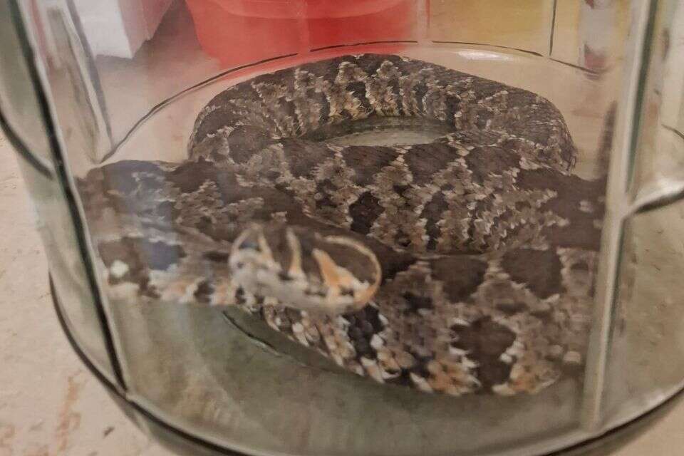 נחש הצפע בגן ביישוב יקיר , ללא