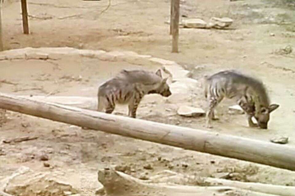 יחזרו לסביבה הטבעית? הצבועות שנמצאו ביו"ש , עדי מרקביץ'