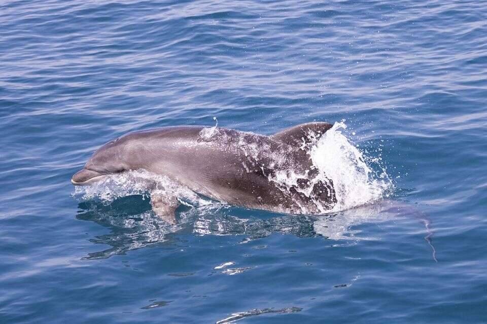 שוחה לבד: שלומי הדולפין הבודד עדיין לא מצא חברים