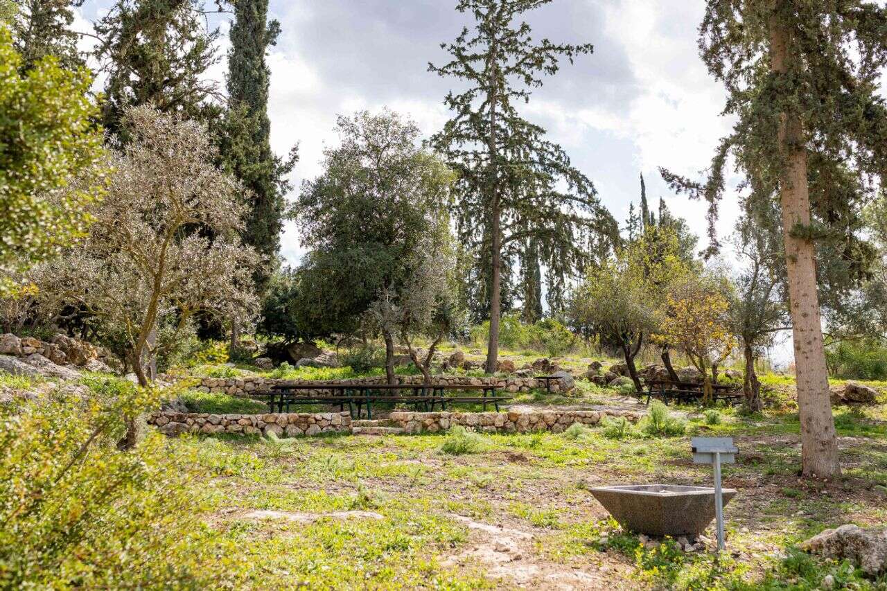 Israeli study: treatment with "forest medicine" improved the condition of women recovering from breast cancer