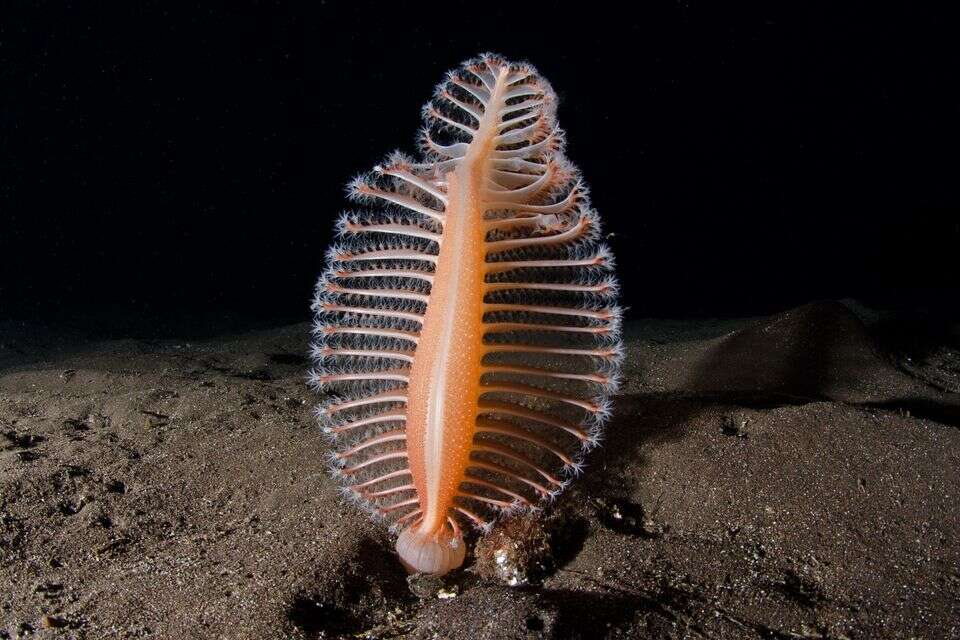 כזה עוד לא ראיתם: מי הן "נוצות הים"?
