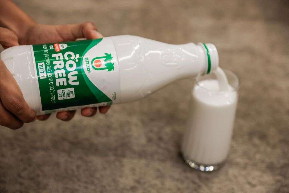 cow free של שטראוס , יהושע יוסף