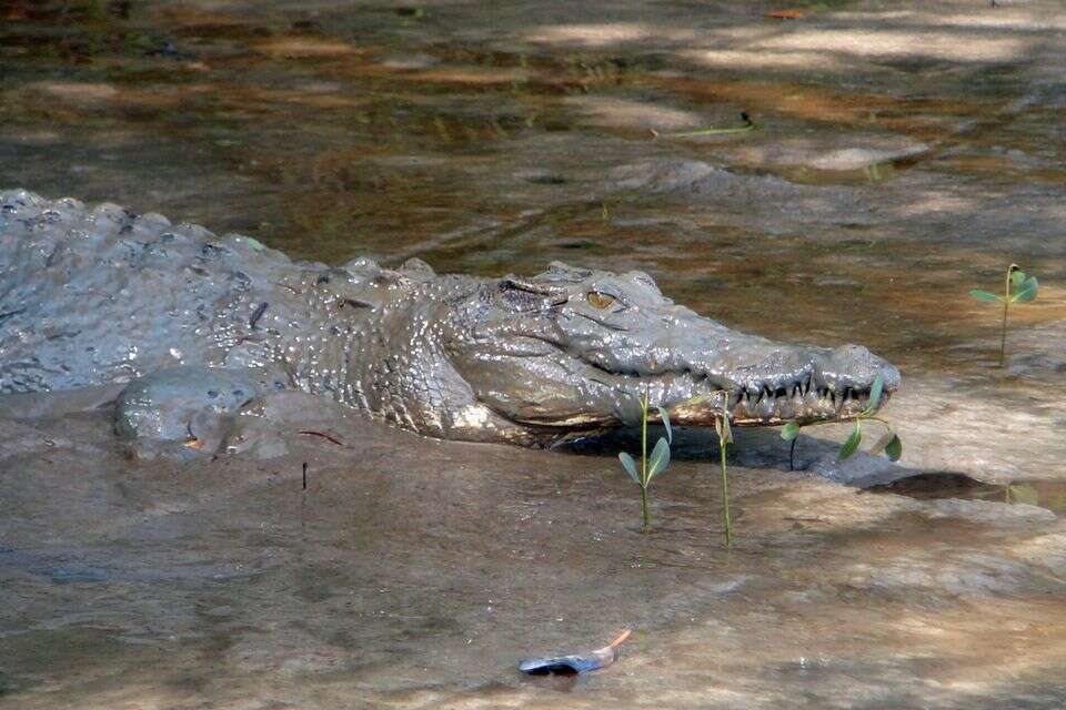 צפו: יוצר תוכן נאבק בתנינים באינסטגרם - וצפוי לקבל קנס כבד