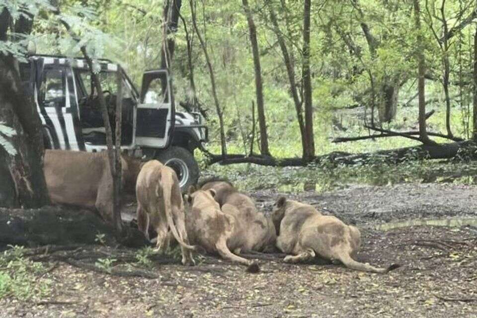 אריה טרף למוות את מטפל החיות לעיני תיירים מבוהלים , שימוש לפי סעיף 27א' לחוק זכויות יוצרים