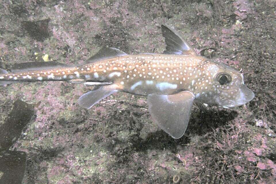 התגלו שיניים מחוץ ללסת אצל כרישי רפאים