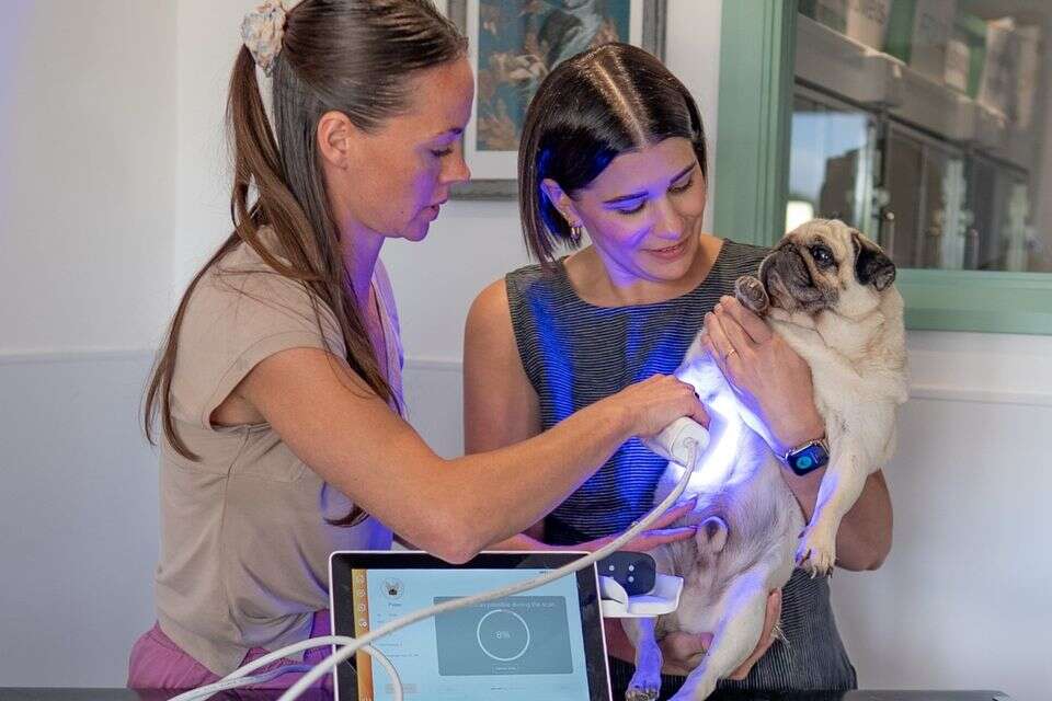 "בשורה אמיתית שתציל חיים": טכנולוגיה ישראלית מאבחנת סרטן בכלבים