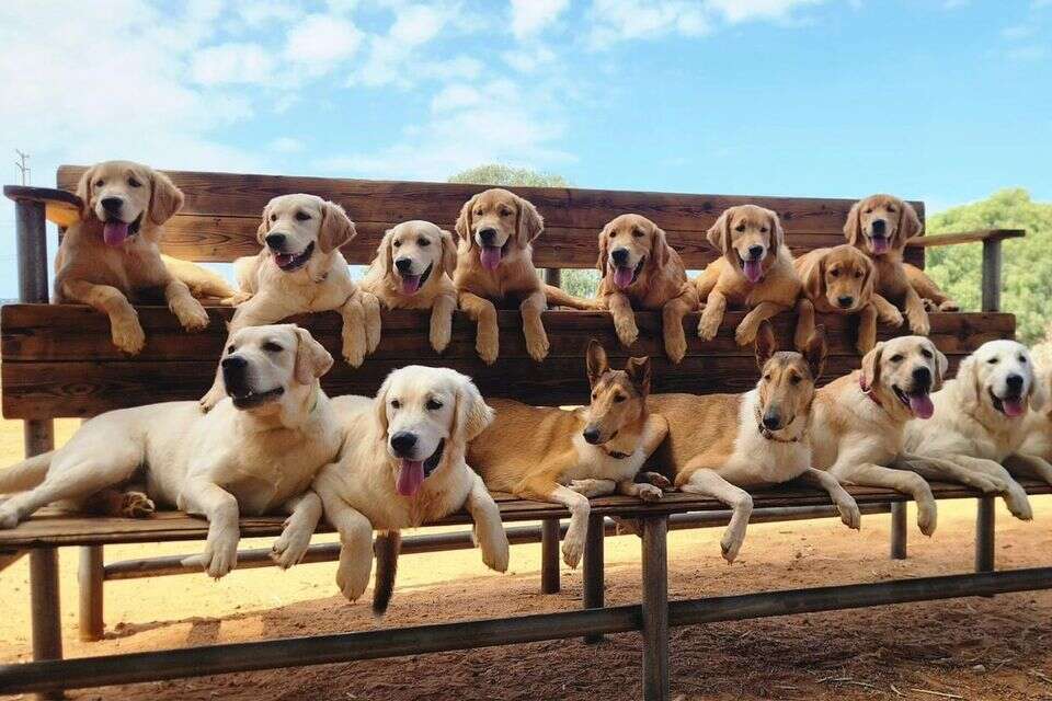 סיפור הצלה על ארבע: כלבי תמיכה רגשית מחפשים משפחת אומנה