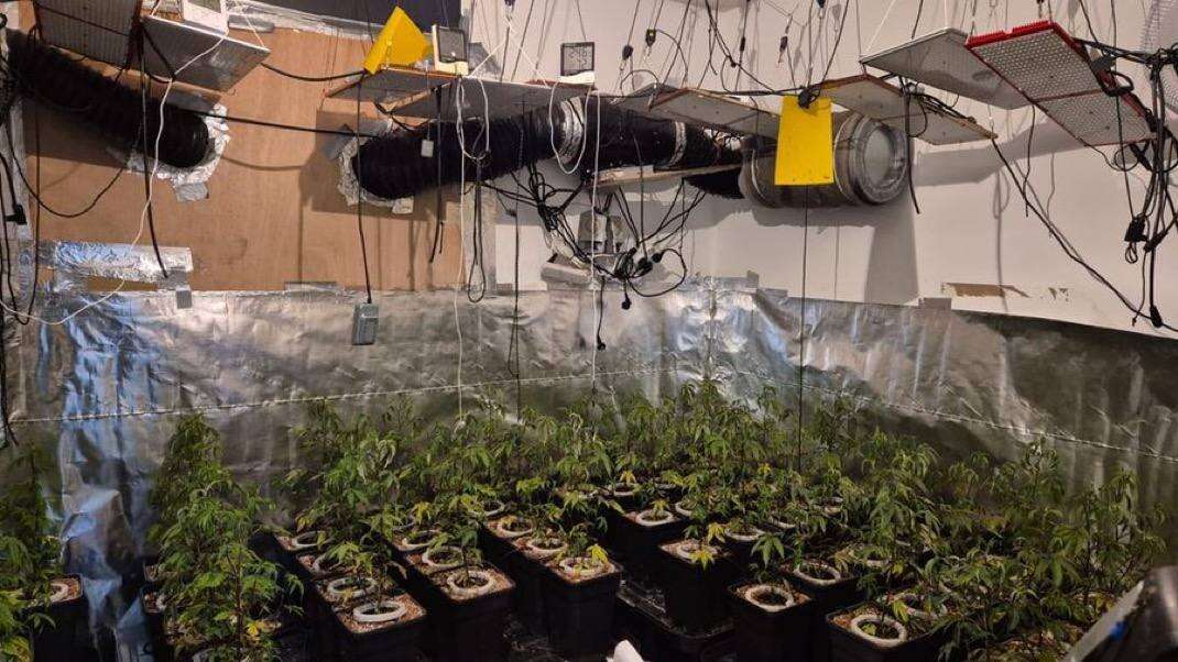 שתילי מריחואנה שנמצאו אצל עובדת השרה גולן , דוברות המשטרה