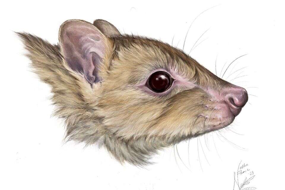 התגלה קרוב משפחה קטן של הקנגורו - לאחר שכבר נכחד