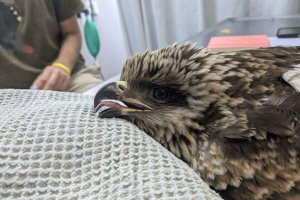 תאונה בזמן הנדידה: דיה שחורה נפגעה קשות מירי