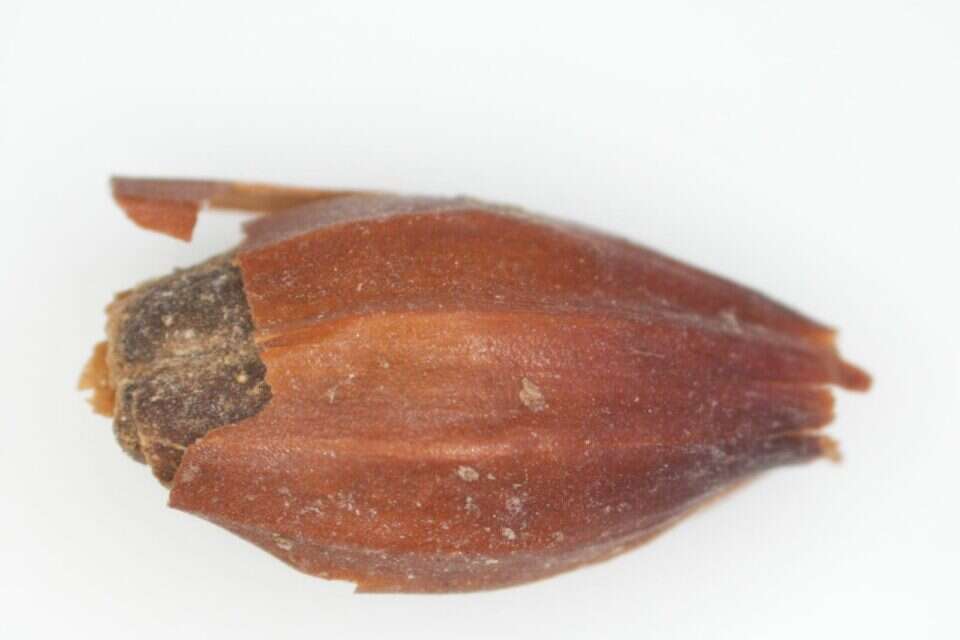 מסתורין הבירה והוויסקי נחשף: דנ"א עתיק מגלה את סיפור ביות השעורה על ידי האדם