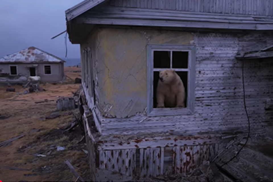 צפו: 20 דובי קוטב משתלטים על תחנת מזג האוויר הסובייטית הנטושה